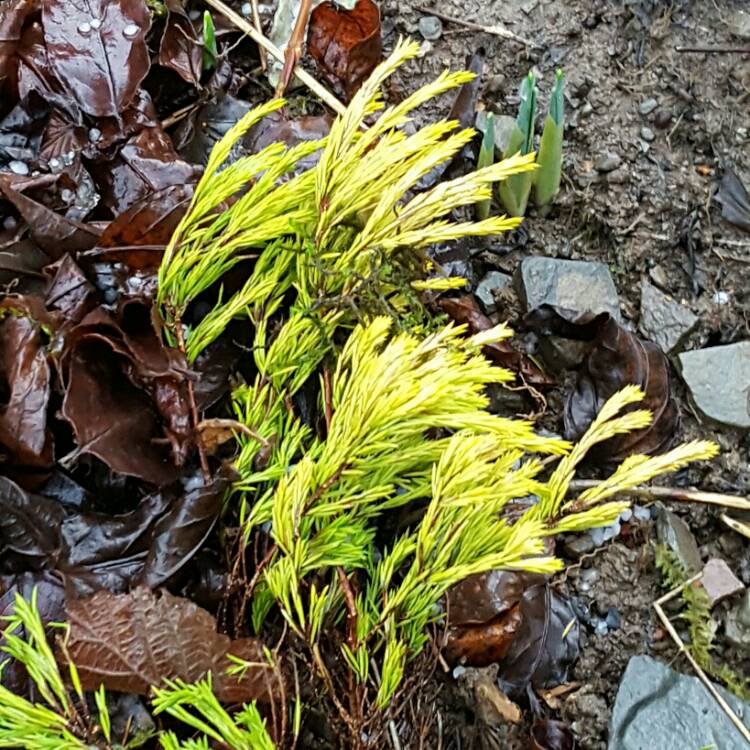 Plant image Coleonema pulchrum 'Sunset Gold' syn. Diosma ericoides 'Sunset Gold'