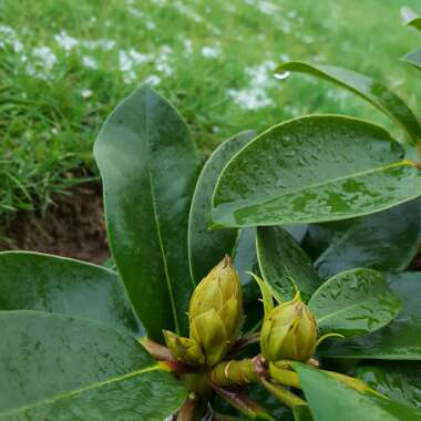 Rhododendron  (Rhododendron Varieties)