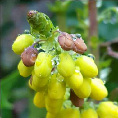 Mahonia Aquifolium 'Apollo'