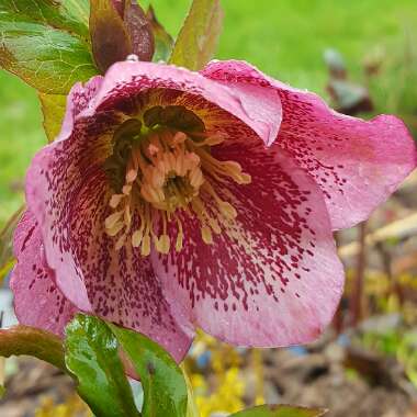 Helleborus x hybridus 'Pink Lady Spotted' (Lady Series)