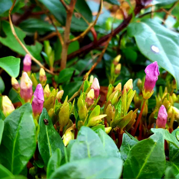 Plant image Vinca Minor 'Atropurpurea'