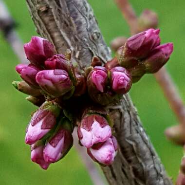 Prunus Serrulata