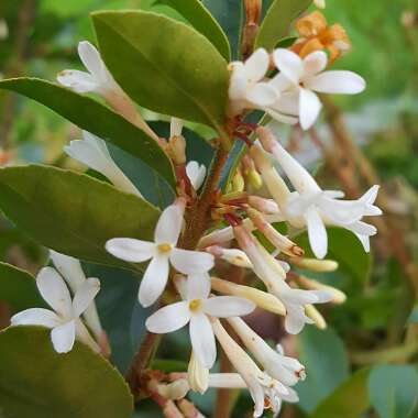 Osmanthus x burkwoodii