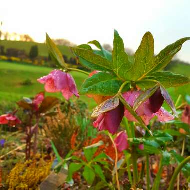 Helleborus x hybridus 'Pink Lady Spotted' (Lady Series)