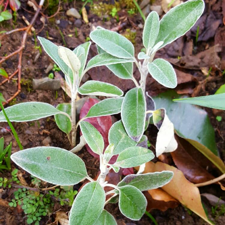 Plant image Senecio brachyglottis 'sunshine'