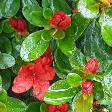 Rhododendron  (Azalea Varieties)