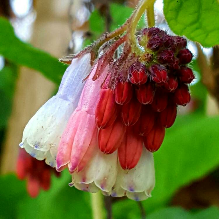 Plant image Symphytum 'Hidcote Blue'