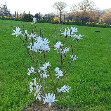 Magnolia stellata