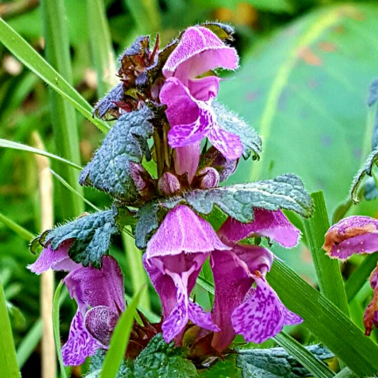 Plant image Lamium maculatum 'Chequers'