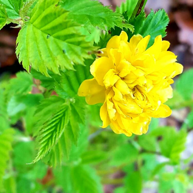 Plant image Kerria japonica