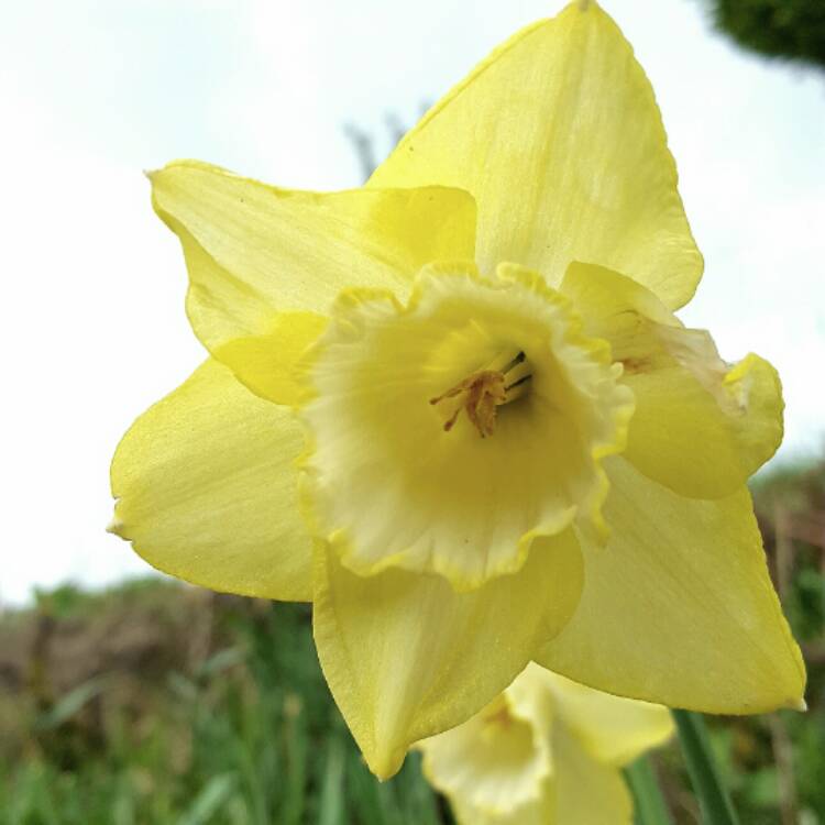 Plant image Narcissus 'Binkie'