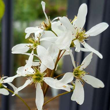 Amelanchier lamarckii