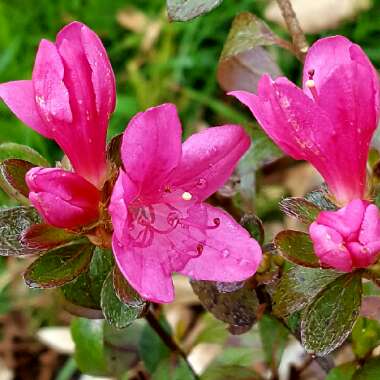 Rhododendron japonica 'Madame Galle'