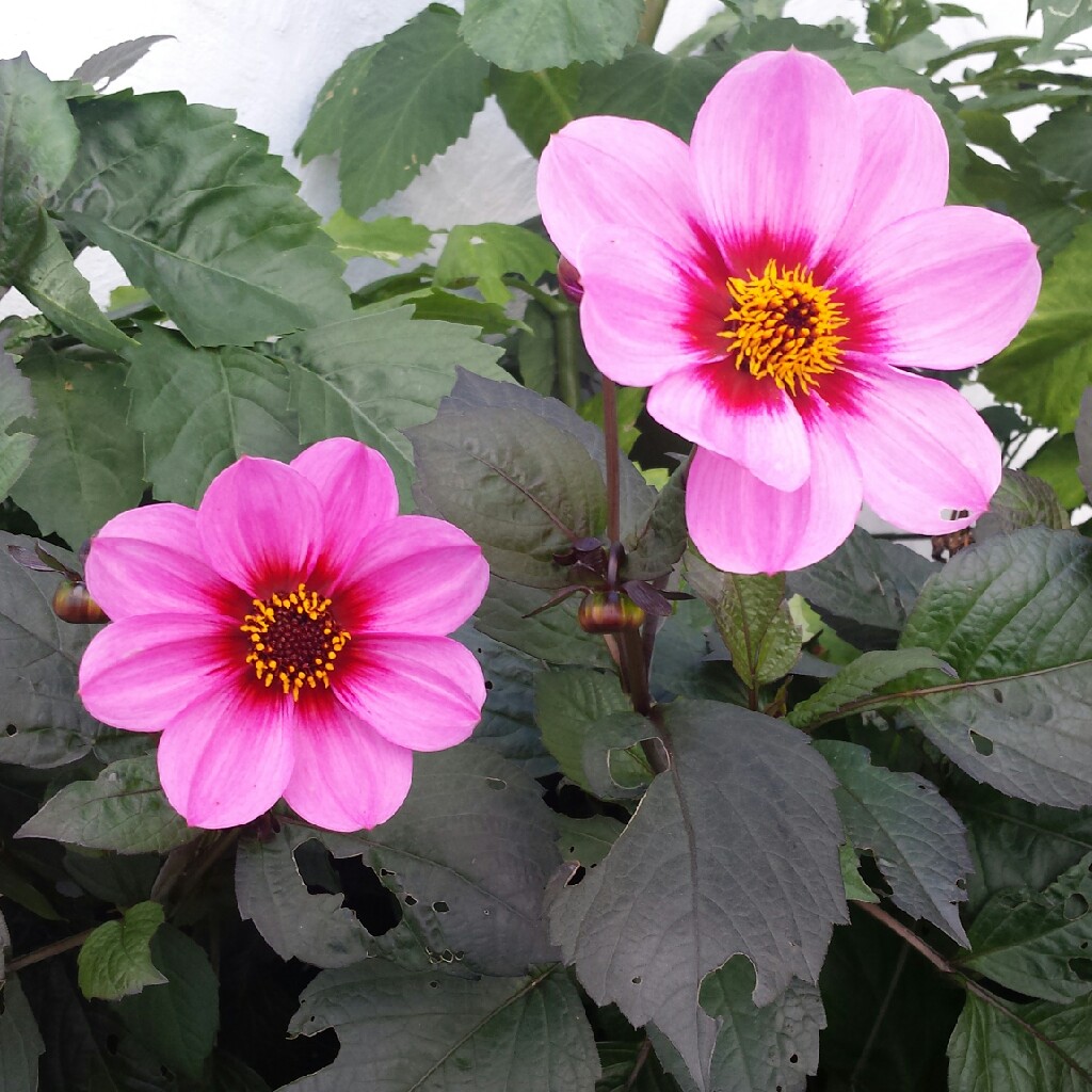 Plant image Dahlia 'Happy Single™ Wink'