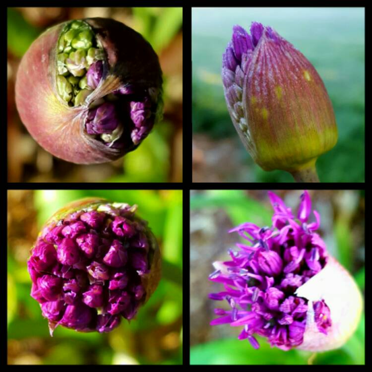 Plant image Allium jesdianum 'Akbulak' syn. Allium 'Akbulak', Allium rosenbachianum 'Akbulak'