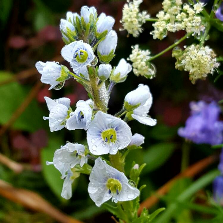 Plant image Veronica gentianoides