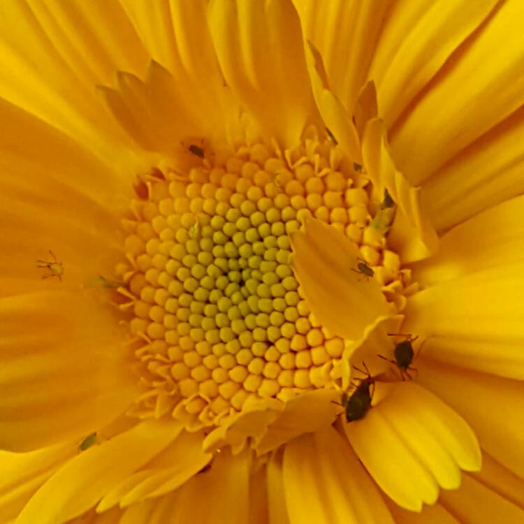 Plant image Calendula officinalis 'Chrysantha'