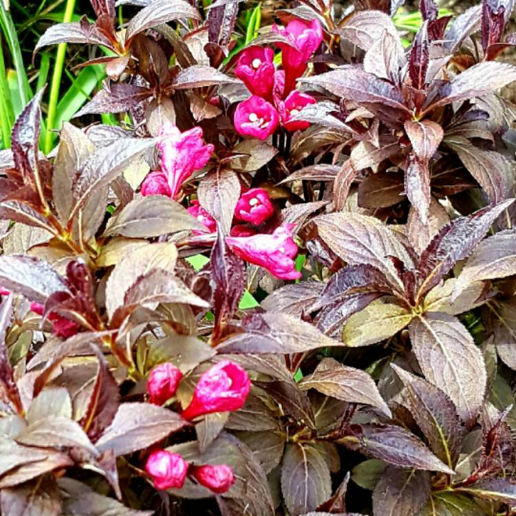 Plant image Weigela 'Dark Horse'