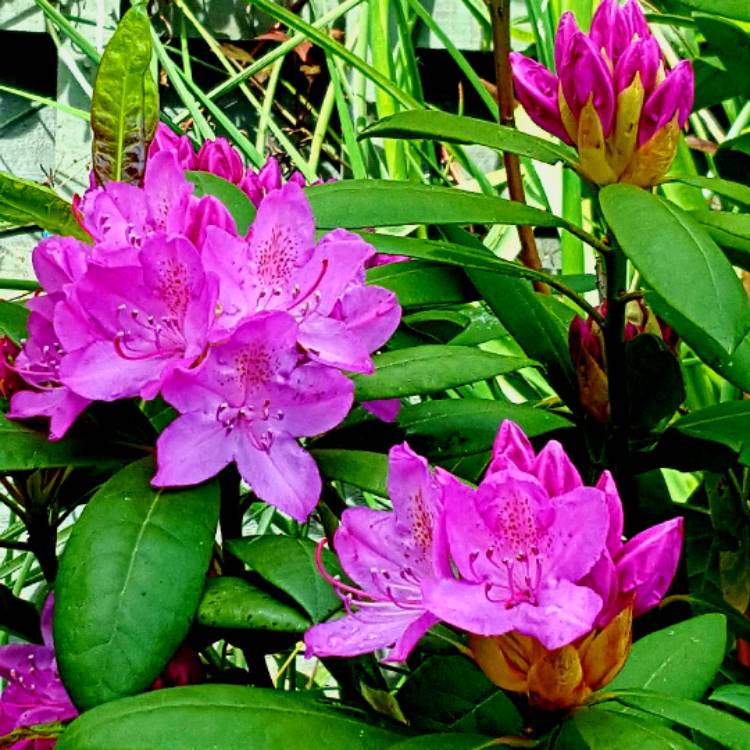 Plant image Rhododendron 'Delta'