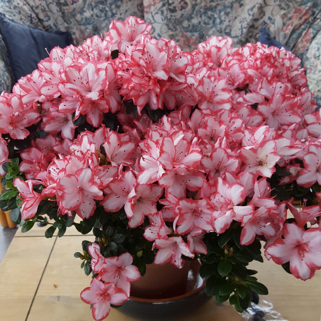 Rhododendron  (Azalea Varieties)