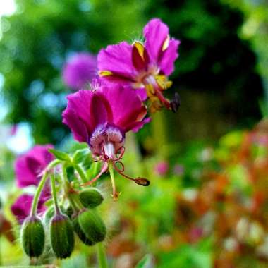 Geranium Reflexum