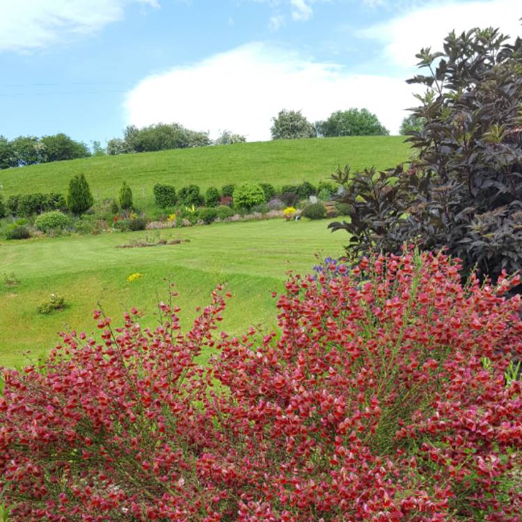 Plant image Cytisus 'Burkwoodii'