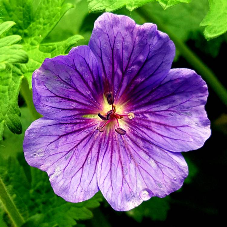 Plant image Geranium x magnificum syn. Geranium magnificum