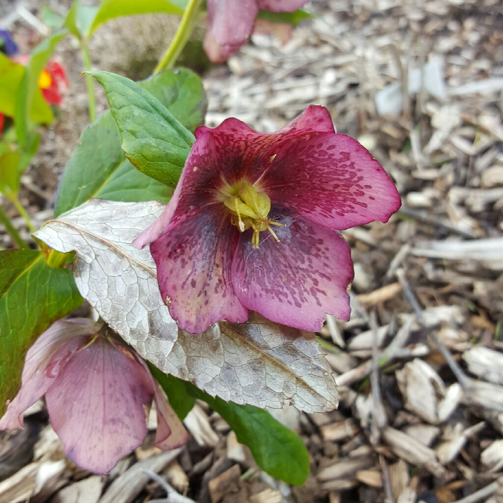 Plant image Helleborus x hybridus 'Queen Of The Night' (Queen Series)