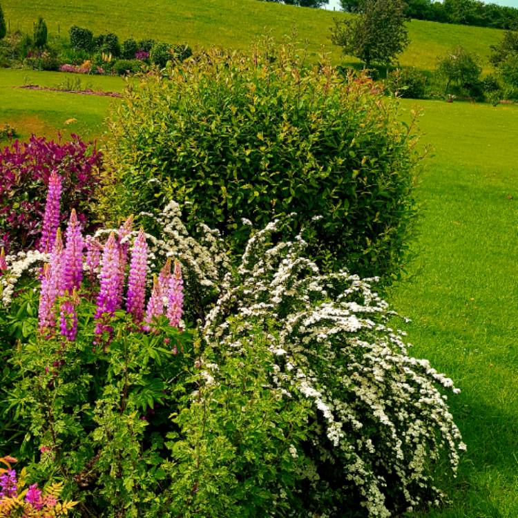 Plant image Spiraea prunifolia 'Plena'