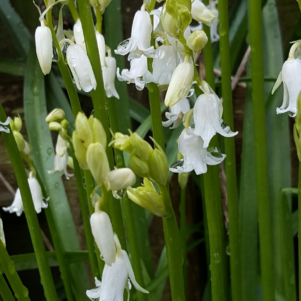 Hyacinthoides hispanica 'Alba'