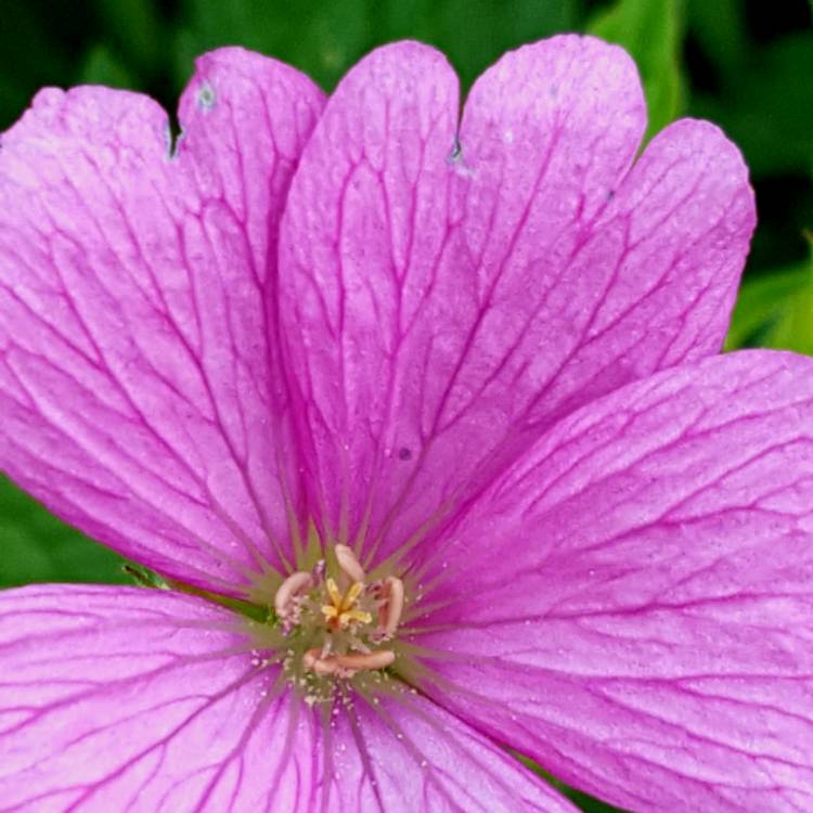 Plant image Geranium x oxonianum 'A.T. Johnson'