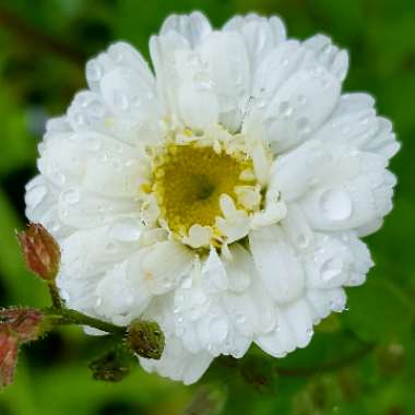 Tanacetum parthenium