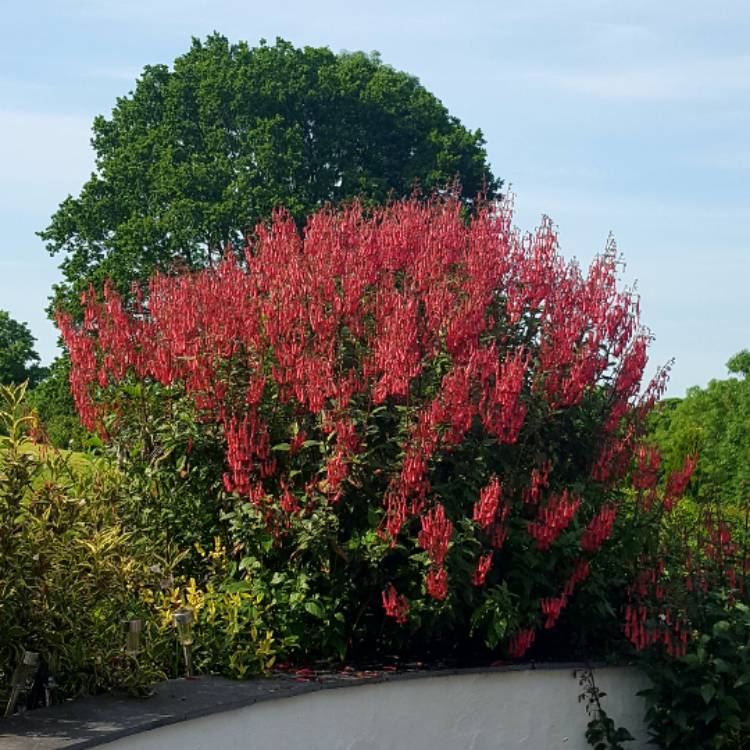 Plant image Phygelius x rectus 'Yapcor' (Somerford Funfair Series)