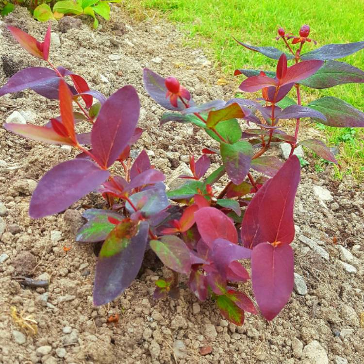 Plant image Hypericum androsaemum 'Albury Purple'