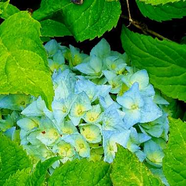 Hydrangea macrophylla 'Blaumeise'