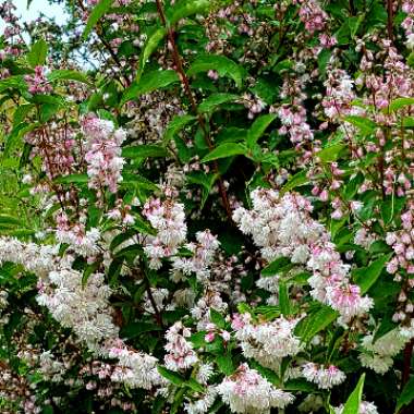 Deutzia x rosea