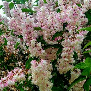 Deutzia scabra