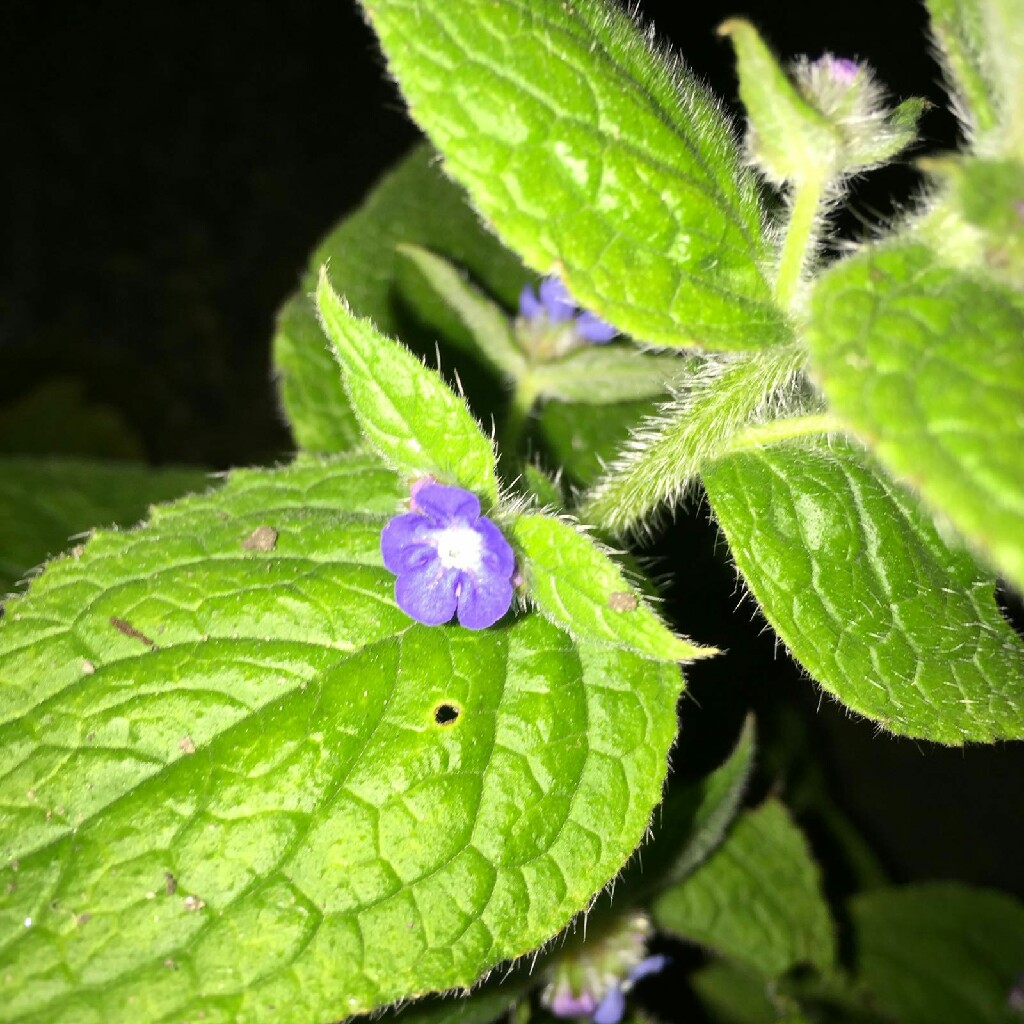 Pentaglottis Sempervirens