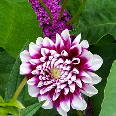 Dahlia 'Duet'