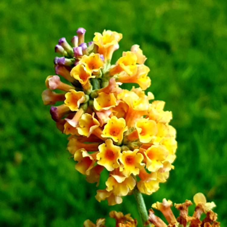 Plant image Buddleja x weyeriana 'Moonlight' syn. Buddleja 'Hocus Pocus'