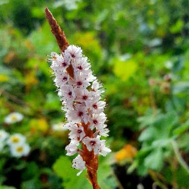 Persicaria bistorta 'Superba' syn. Polygonum bistorta 'Superbum'