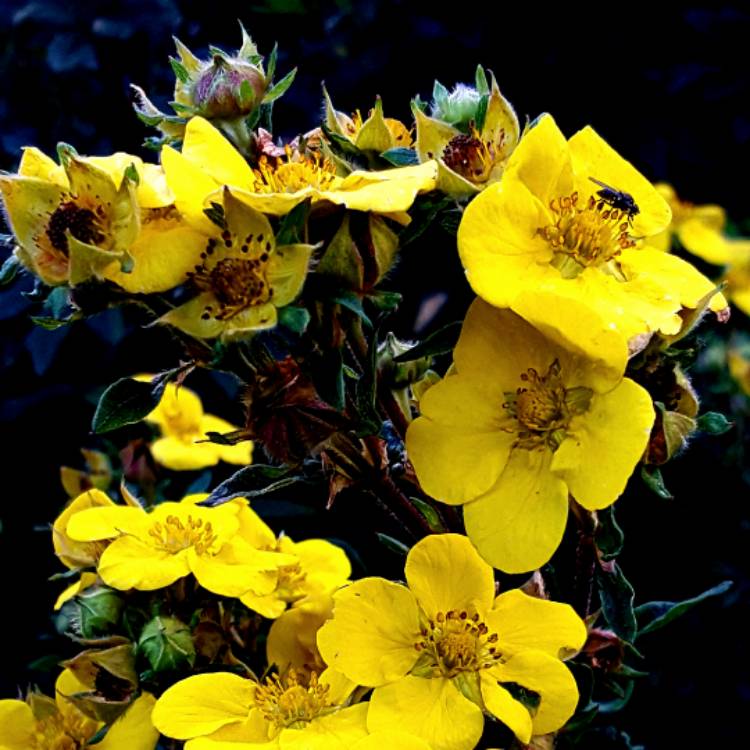 Plant image Potentilla fruticosa 'Goldstar'