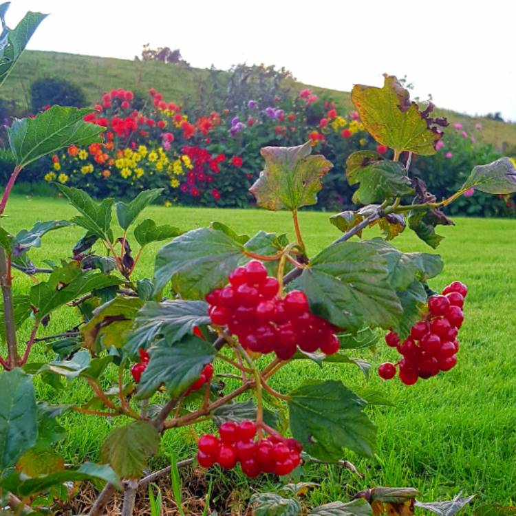 Plant image Viburnum trilobum