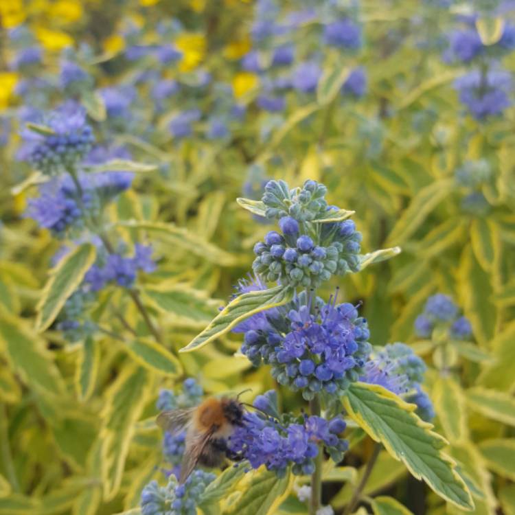 Plant image Caryopteris