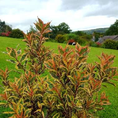 Weigela florida 'Kolmagira' syn. Weigela florida 'Magical Rainbow', Weigela florida 'Rainbow Sensation'