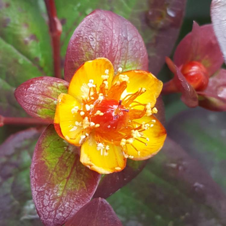 Plant image Hypericum androsaemum 'Albury Purple'