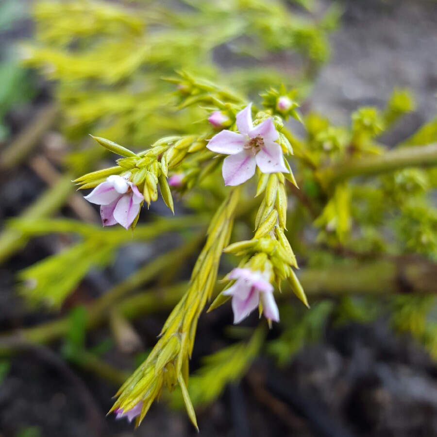 Plant image Coleonema pulchrum 'Sunset Gold' syn. Diosma ericoides 'Sunset Gold'