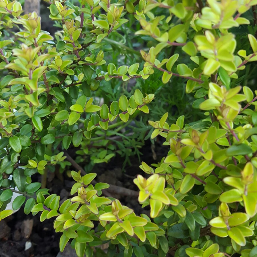 Plant image Lonicera ligustrina 'Elegant' syn. Lonicera nitida 'Elegant'