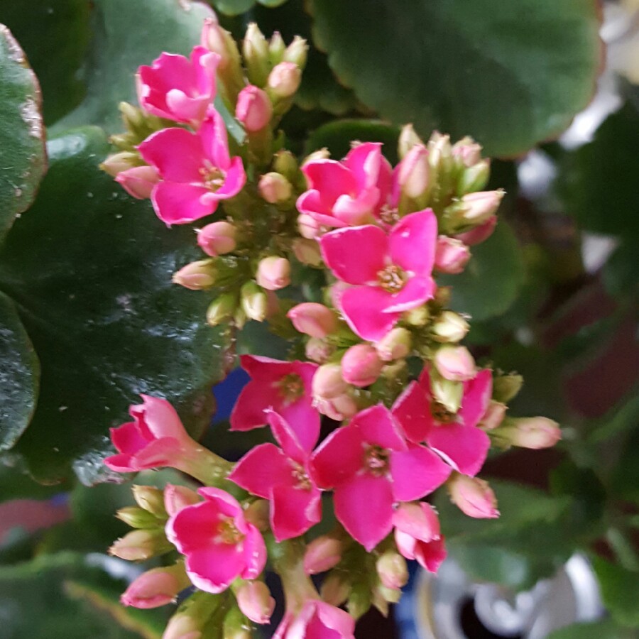 Kalanchoe Blossfeldiana