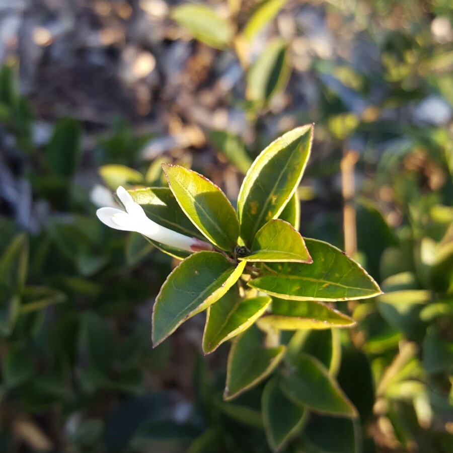 Plant image Osmanthus Delavayi